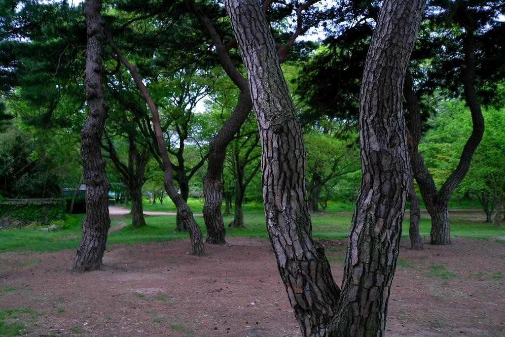 Ikona zakupów online